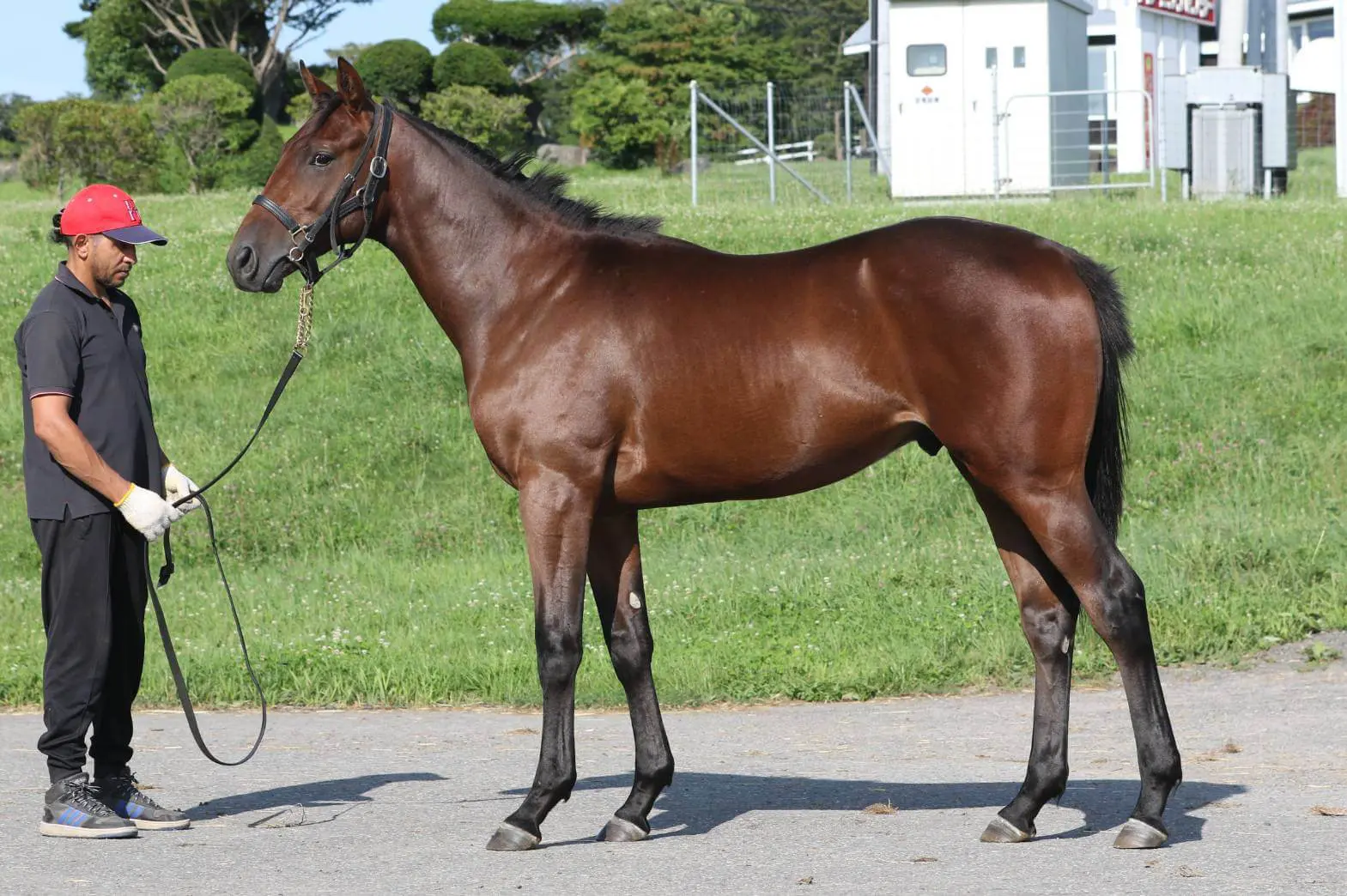 サマーセール2024上場馬情報 | 株式会社安達牧場