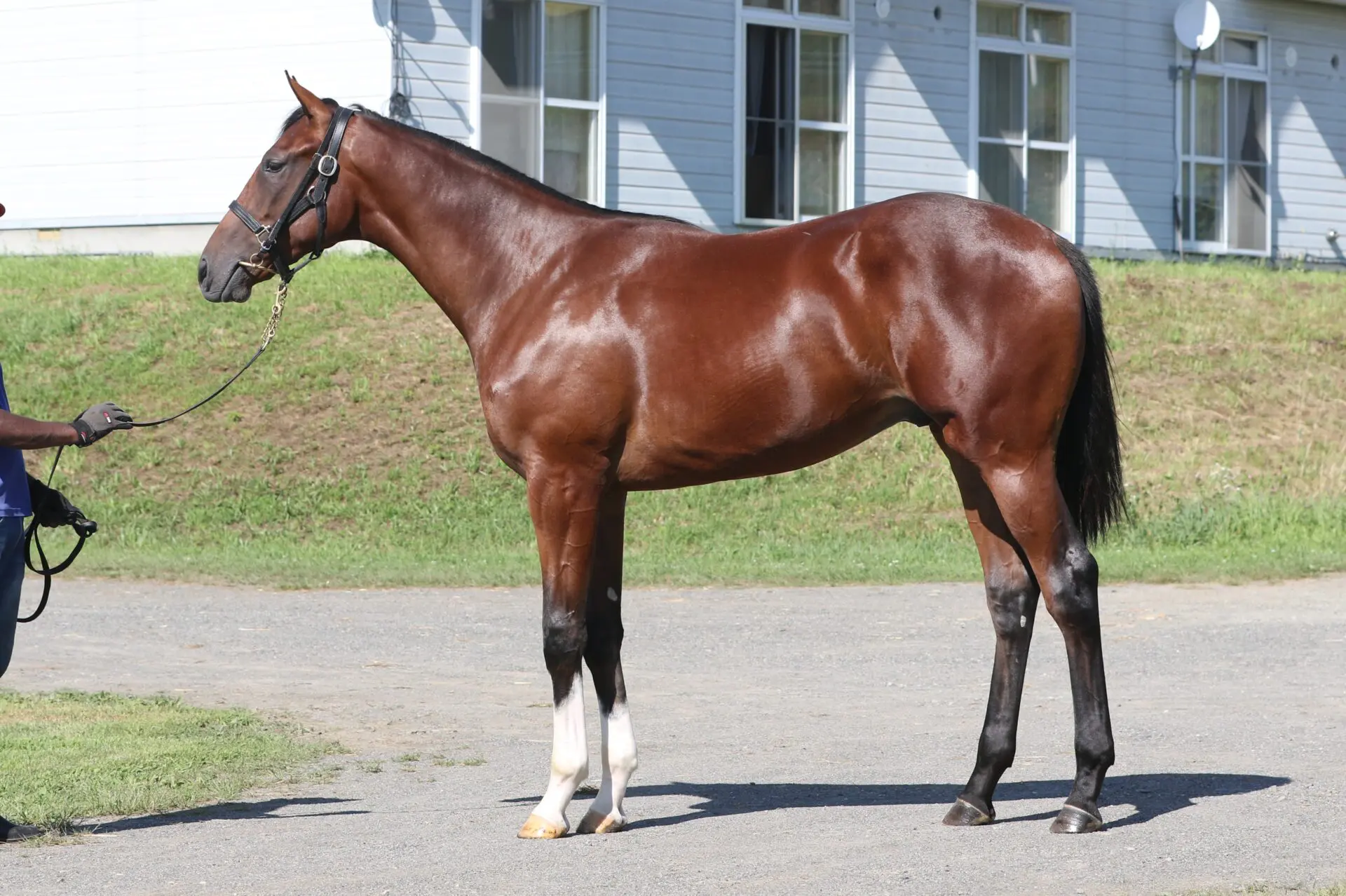 馬様 サマーセール2025上場馬情報 | 株式会社安達牧場