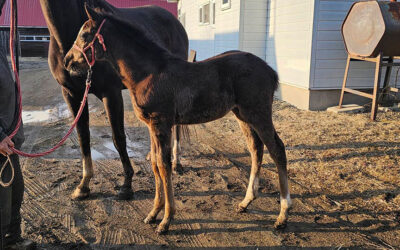 ホーム ボンナターレアスクの2026