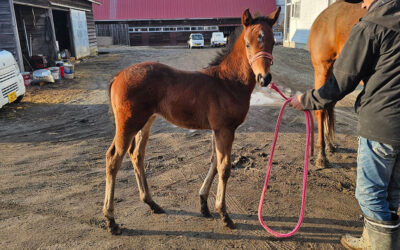 ホーム フラワーパワーの2026