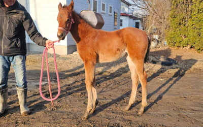 ホーム セトカの2026