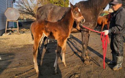 ホーム ユキノレッシャの2026
